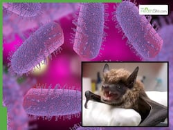 California Teacher Succumbs To Rabies Infection After Getting Bitten By A Bat