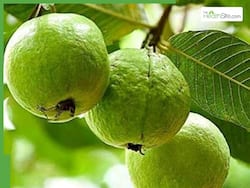 рдХреНрдпрд╛ рдбрд╛рдпрдмрд┐рдЯреАрдЬ рдореЗрдВ рдЦрд╛рдирд╛ рдЪрд╛рд╣рд┐рдП рдЕрдорд░реВрдж, рдЬрд╛рдирд┐рдП рдмреНрд▓рдб рд╢реБрдЧрд░ рд▓реЗрд╡рд▓ рдкрд░ рдХреНрдпрд╛ рдЕрд╕рд░ рдбрд╛рд▓рддрд╛ рд╣реИ рдпрд╣ рдореАрдард╛ рдлрд▓