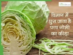 पत्तागोभी के कीड़े खा जाते हैं ‘दिमाग’, इस तरह करें सब्जी की सफाई और रहें हेल्दी