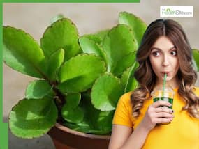 5 Health Benefits of Drinking Patharchatta Leaves (Bryophyllum Pinnatum) Juice On Empty Stomach Daily