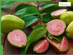 5 Medicinal Benefits of Guava Leaves Juice: What Happens If You Drink Amrud Juice Every Morning