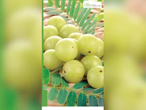 सर्दियों में आंवला खाने का सबसे सही तरीका क्या है?