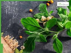 Ashwagandha Leaves Juice Medicinal Benefits: 10 Health Advantages of Drinking Indian ginseng Juice Daily