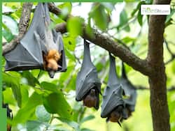 How Bat Guano Turned Fatal For Two US Men Who Used It As Fertilizer To Grow Marijuana