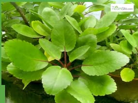 What Is Bryophyllum Pinnatum (Patharchatta) Used For?