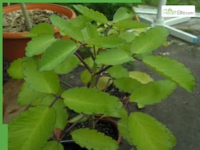 What Are 10 Medicinal Uses Of Bryophyllum Pinnatum (Patharchatta)?