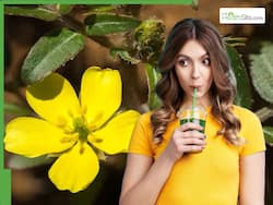Gokshura Leaves Juice Medicinal Benefits: 5 Health Advantages of Drinking Tribulus Terrestris Extract Daily