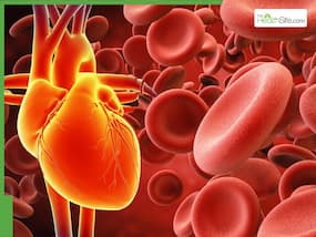 Healthy Heart Signs: 10 Medicinal Leaves To Clean Arterial Blockage