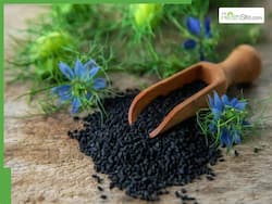 Kalonji Leaves Juice Medicinal Benefits: 5 Health Advantages of Drinking Nigella Sativa Extract Daily