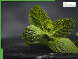 Mint Leaves Benefits: How To Use Mint Leaves For Health And Wellness