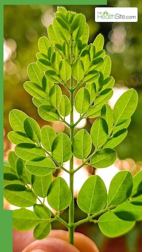 किस समय चबाने चाहिए मोरिंगा के पत्ते?