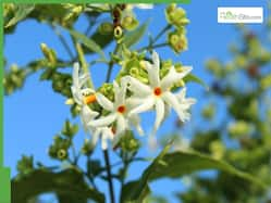 Night-Flowering Jasmine: 10 Benefits Of Parijat Leaves Juice