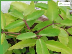 10 Medicinal Uses Of Patharchatta Leaves