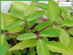10 Medicinal Uses Of Patharchatta Leaves