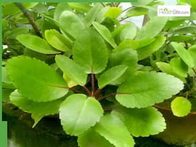 Patharchatta Plant Benefits: What Is Bryophyllum Pinnatum? How To Use Bryophyllum Pinnatum?