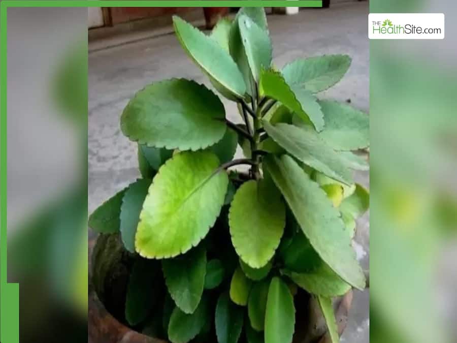Patharchatta Plant Uses: How Does The Patharchatta Plant Benefit The Liver?