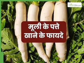 मूली ही नहीं इसके पत्ते भी सेहत के लिए वरदान, डायबिटीज से लेकर वेट लॉस तक में है फायदेमंद