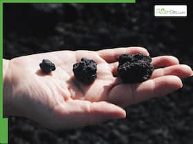Ayurveda For Optimal Health: How Shilajit Is Revolutionising Men's Wellness Ayurveda For Optimal Health: How Shilajit Is Revolutionising Men's Wellness
