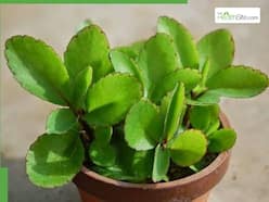 Understanding 10 Side Effects Of Patharchatta Plant: What You Need To Know
