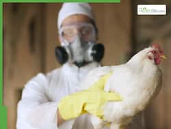 H5N1 In US: Department Of Health Speeds Up Development Of New Bird Flu Vaccine Amid Pandemic Scare
