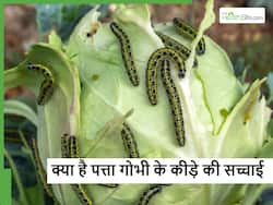 क्या बंद गोभी खाने से दिमाग में पहुंच जाता है कीड़ा, क्या है इसके पीछे की सच्चाई?