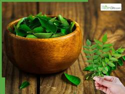 Curry Leaves For Diabetes Management: Check Out The 8 Medicinal Benefits Of Kadi Patta