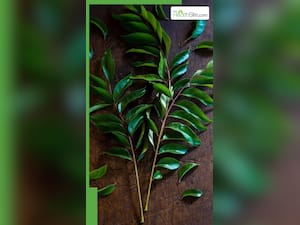 सुबह खाली पेट ये पत्ता खाने से​ मिलते हैं गजब के फायदे