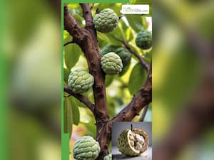 सीताफल खाने के 8 जबरदस्त फायदे