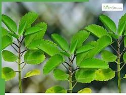 10 Side Effects Of Patharchatta Leaves