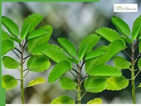 10 Side Effects Of Patharchatta Leaves