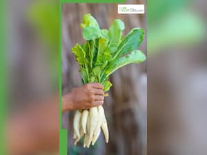 सुबह खाली पेट मूली खाने के 8 फायदे