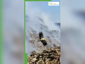 मरे हुए गिद्धों ने कैसे ली लाखों लोगों की जान?