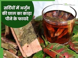 सर्दियों में अर्जुन की छाल का काढ़ा पीने से दूर होंगी ये 5 समस्याएं, जानिए सेवन का सही तरीका