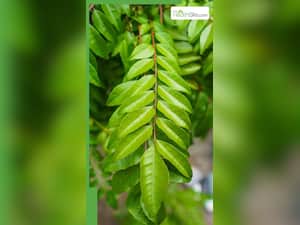 1 महीने तक सुबह खाली पेट करी पत्ता चबाने से शरीर में दिखेंगे ये 8 बदलाव