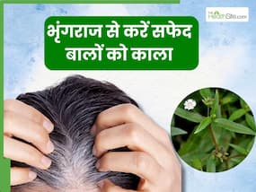 सफेद होते बालों को जड़ से काला कर सकता है भृंगराज, सप्ताह में 2 बार ऐसे करें इस्तेमाल