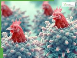 Bird Flu Death In Maharashtra: Quarantine Infected Animals, Centre Tells States After Tiger, Leopard Deaths In Nagpur