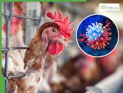 Bird Flu Explained: How Contagious is H5N1 Virus? Symptoms, And Prevention Tips To Follow