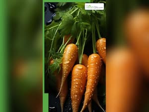 सर्दियों में गाजर खाना कितना फायदेमंद हो सकता है?
