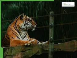 Chinese Zoo Courts Controversy By Selling Tiger Urine With 'Medicinal Properties'