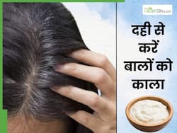 सफेद बालों को काला करने के लिए दही में मिलाकर लगाएं ये 2 चीजें, हफ्तेभर में दिखने लगेगा असर