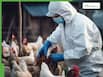 Bird Flu Outbreak in Kerala: State Sees Massive Surge in Infections, Kottayam and Kollam Worst Affected