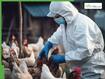 Bird Flu Outbreak in Kerala: State Sees Massive Surge in Infections, Kottayam and Kollam Worst Affected