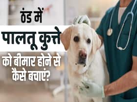 पालतू कुत्ते को बीमार होने से बचाने का आसान तरीका, जानें कैसे?