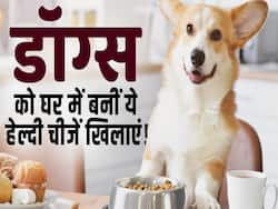 ये फूड्स आपके डॉग्स को रखेंगे हेल्दी, देखें पूरी वीडियो