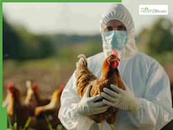 H5N1 Pandemic Alert: CDC Warns of 9 Mutations in Bird Flu Virus Capable of Infecting Humans