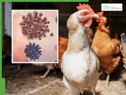 28-Year-Old Cambodian Man Dies From H5N1 Avian Influenza