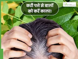 सफेद बालों को नैचुरल काला करने के लिए इन 2 तरीकों से इस्तेमाल करें करी पत्ता, Hair Growth भी होगी फास्ट