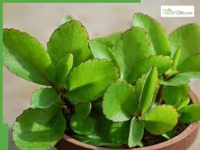 Patharchatta Leaves Side Effects: Who Should Avoid Drinking Bryophyllum Pinnatum Juice?