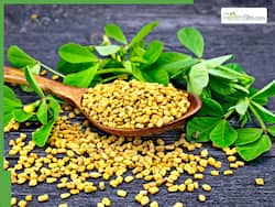 Fenugreek Seeds Soaked Water Medicinal Benefits: What Happens When You Drink Methi Dana Water Daily In The Morning?