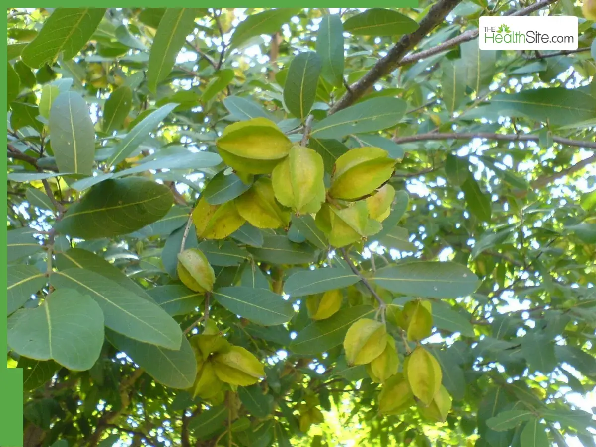 Terminalia Arjuna: Discover The Amazing Health Benefits Of The Arjun Tree